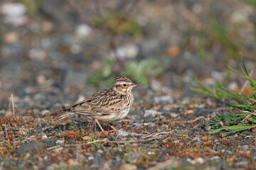 Fototapeta premium Heidelerche (Lullula arborea) Altvogel in Wiese, Hessen, Deutschland