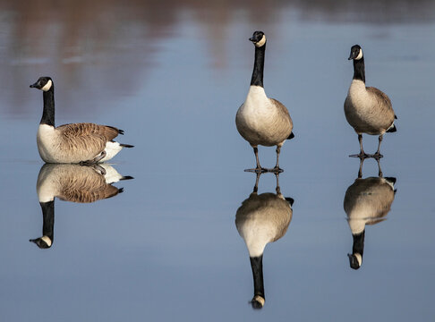 Kanadagans (Branta canadensis) Gruppe auf Eisfl&auml;che stehend mit Wasserspiegelung, Baden-Wuerttemberg, Deutschland