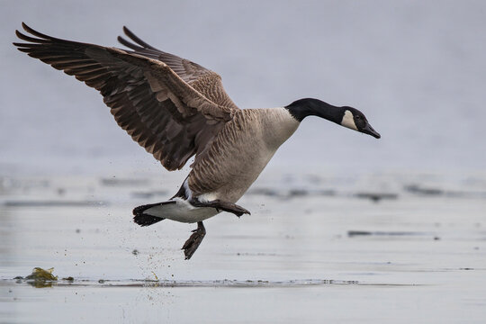Kanadagans (Branta canadensis) startet und l&auml;uft &uuml;ber Eisfl&auml;che beim Abflug, Baden-Wuerttemberg, Deutschland