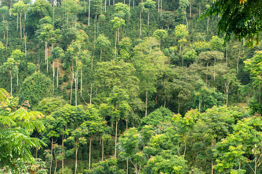 Dense agroforestry system on a steep Colombian hillside featuring a mix of native trees and commercial crops.