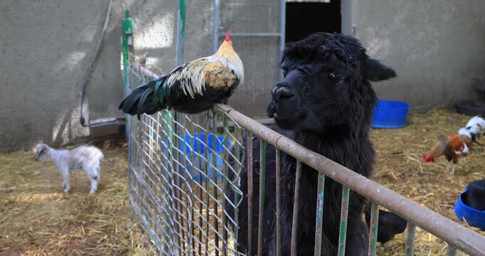 Black lamb with a cockerel at the zoo.