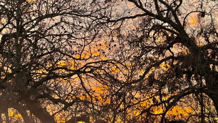 Sunset in the woods, Fort Worth, Texas, USA.