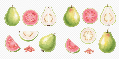 Watercolor illustration of fresh whole and sliced guava fruits with seeds.