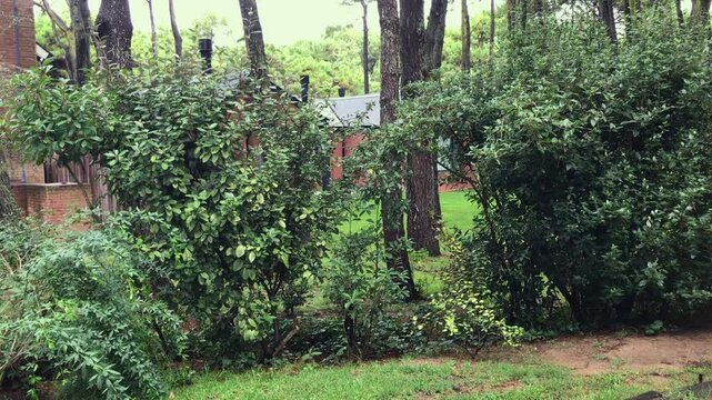 Hummingbird in Rainy Woodland Garden With Pine Trees and Cozy House on Cloudy Day in Pinamar, Argentina 