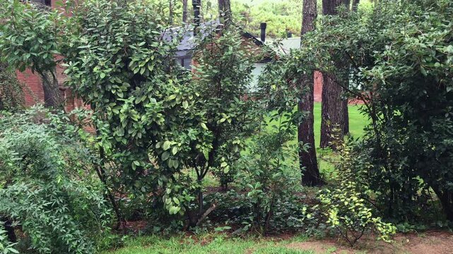 Hummingbird Flying Around Lush Pine Forest Garden Backyard With House in Pinamar Argentina on Cloudy Day