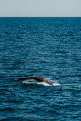 Fototapeta premium sperm whale in water