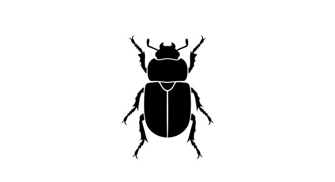 Black beetle insect on white background.