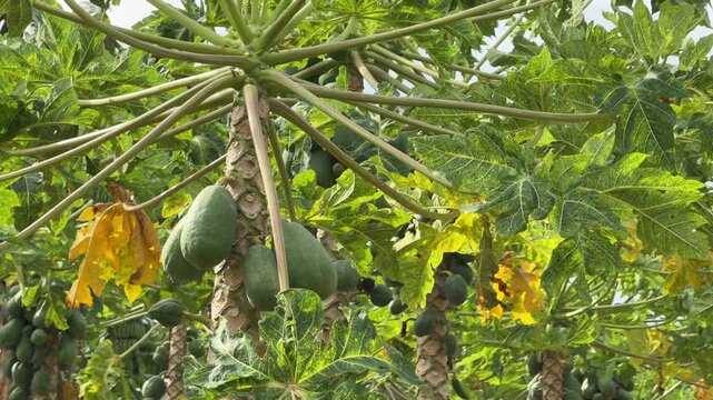 Papaya trees with green fruits are surrounded by dense foliage and structured plantation rows. Fruit cultivation.
