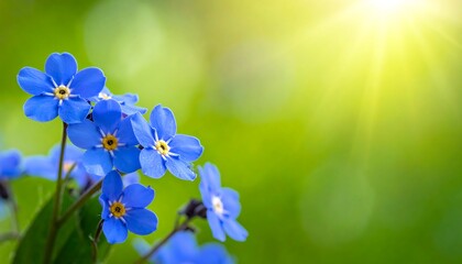 Sunny cluster of vivid blue forget-me-not flowers set against a bright green blurred background