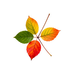 Obraz premium Colorful Autumn Leaves Arrangement isolated transparent background