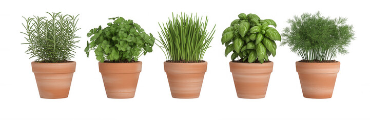 Fototapeta premium Five potted herbs for cooking and gardening potted plants green isolated on a transparent background