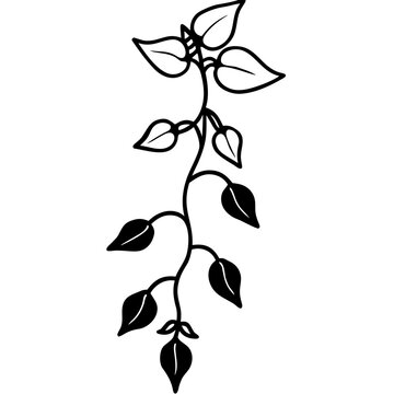 Dolichos Lablab Vine with Blossoms - Traditional Vector Art