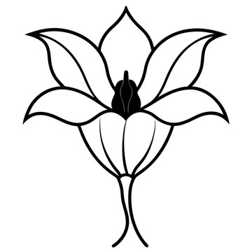 Climbing Cobaea Scandens Alba Floral Symbol of Purity and Serenity