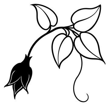 Mystical Purple Cobaea Scandens Climbing Vine Illustration