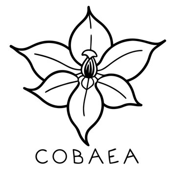 Purity White Cobaea Scandens Climbing Vine Illustration