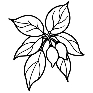 Rangoon Creeper Combretum Indicum Love Vine Illustration