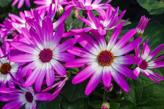 Radiant Senetti Flowers Display Vibrant Purple and White Hues in a Natural Garden Setting, Perfect for Floral Beauty