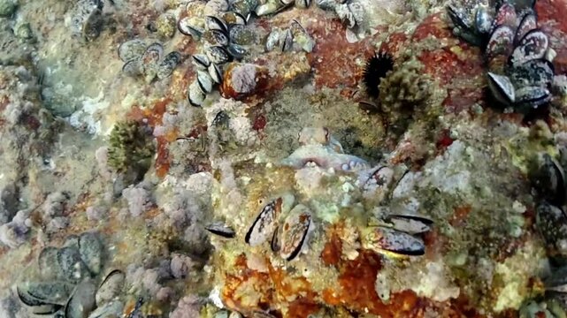 Mussels underwater on a rock on the sea shore, natural scene in mediterranean sea, Black mussels undersea, mussels on rocks undersea, group of common mussels together underwater, Mediterranean food.