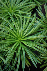 Obraz premium Vibrant Green Senecio archeri Plant Displaying Radiating Needle-Like Leaves in an Exuberant and Close-Up Botanical View