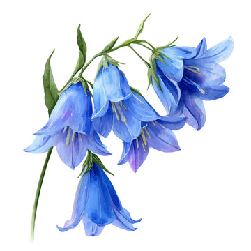 watercolor of Bluebell, vector, isolated on a white background.