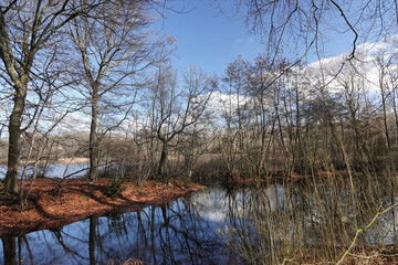 Obraz premium Still Water Reflects Autumnal Trees Under a Partly Cloudy Sky for Nature Backgrounds and Peaceful Outdoor Scene Imagery