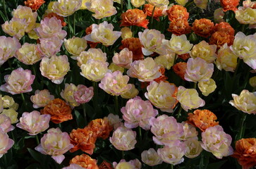 Pastelowe tulipany w pełnym kwitnieniu © Ewa