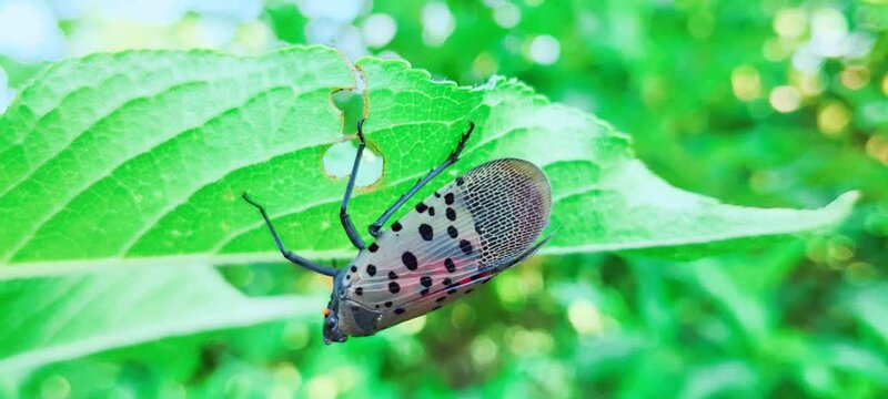 Spotted lanternfly (Lycorma delicatula) invasive insect on a green leaf.