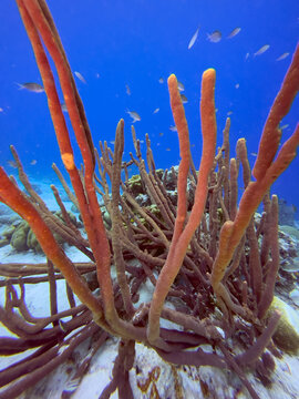 Caribbean coral garden, underwater Bonaire