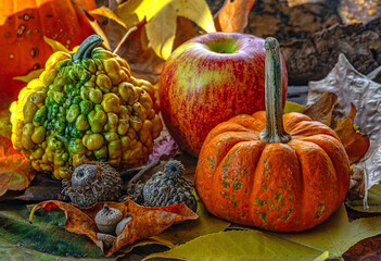 Autumn still life, leaves, acorns and pumpkins © John Anderson