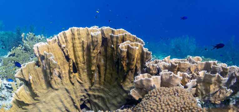 Caribbean coral garden, underwater Bonaire