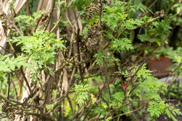 Obraz premium Detailed view of green Artemisia absinthium wormwood plant with delicate feathery leaves growing in a natural outdoor garden setting.