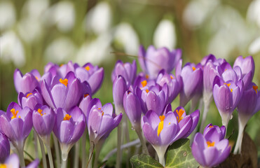 Obraz premium A meadow full of beautiful crocuses in a row, purple crocuses in full bloom in the sunshine, purple flowers in the meadow, green background, crocus