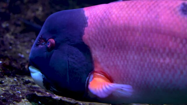 Close up of a california sheep head or sheepshead fish slowly swimming by along the bottom of the sea underwater
