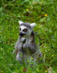 Ring tailed lemur snacking © Ingvi