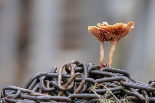 Brown mushrooms Tubaria sp. Iron chain.