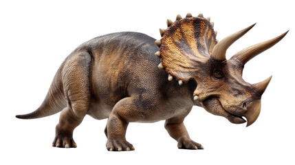 Fototapeta premium Majestic Triceratops: Witness the awe-inspiring presence of a prehistoric Triceratops, a herbivore dinosaur known for its distinctive frill, three horns, and massive build.