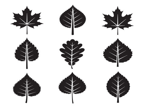 Gorgeous tropical leaf silhouette pack for elegant jungle paradise themes