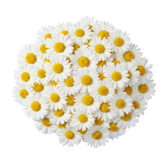 Obraz premium Bunch of white daisies with yellow centers