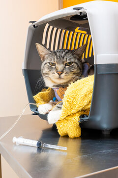 Relaxed Feline Resting Within Cozy Space. Tranquil Tabby With Gentle Gaze In Warm Enclosure