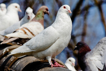 Obraz premium Pigeon