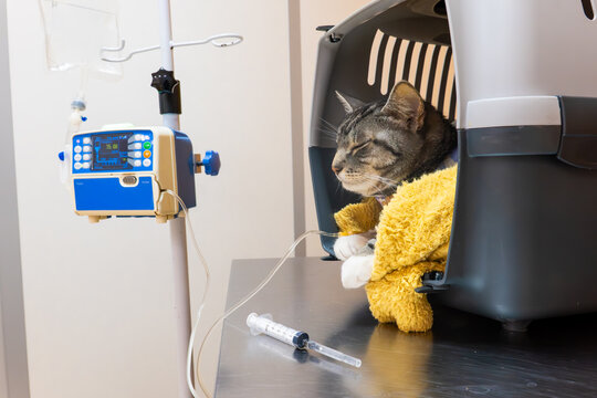 Cautious Feline Watches Carefully As Veterinary Staff Provide Attentive Care During Recovery
