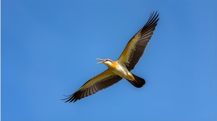 Obraz premium flying seabird in clear blue sky