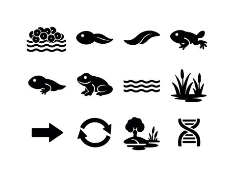 Amphibian Life Cycle. Solid icon set of Amphibian Life Cycle: eggs in water, tadpole, tadpole tail, developing legs, froglet, adult