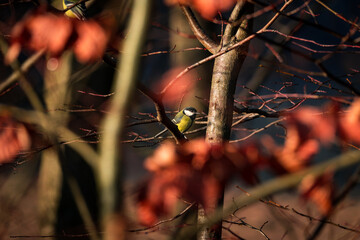 Sikorka siedząca wśród gałęzi w naturalnym leśnym otoczeniu © Madeo99