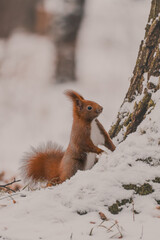 Wiewi&oacute;rka wychylająca się zza drzewa w leśnym otoczeniu