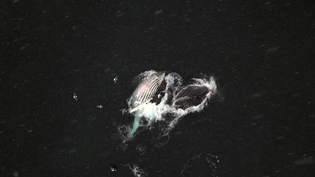 Humpback Whale Lunge Feeding Aerial View