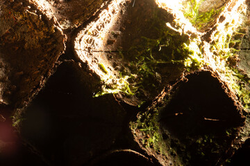 Casca de árvore com pequena crateras e muita textura.  © Luiz Leite