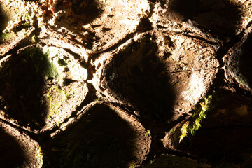 Casca de árvore com pequena crateras e muita textura.  © Luiz Leite