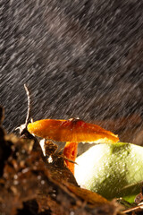 Cogumelo de cor amarela molhado por gotas de &aacute;gua de chuva. 