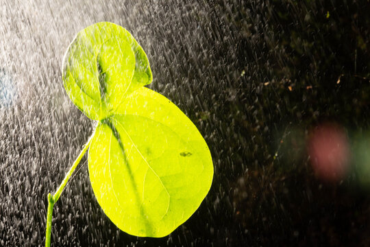Folha de planta coberta com &aacute;gua de chuva.